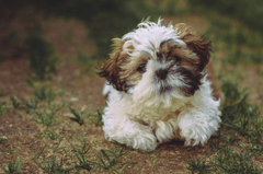 Chó shih tzu, shih tzu, chó, dog, thú cưng, pet, vật nuôi, domestic animal, động vật, animal, dễ thương, cute, lông, fur, cỏ, grass - Edyttka Stawiarska 2