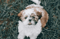 Chó shih tzu, shih tzu, chó, dog, thú cưng, pet, vật nuôi, domestic animal, động vật, animal, dễ thương, cute, lông, fur, cỏ, grass, thè lưỡi, tongue out - Edyttka Stawiarska 1