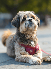 Shih tzu, lông, fur, chó, dog, thú cưng, pet, vật nuôi, domestic animal, động vật, animal, dễ thương, cute, lề đường, pavement - Ekam Juneja