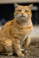 Con mèo, cat,, động vật, dễ thương, mèo vàng, sand, animal, cute, yellow cat, - Hanifi Sarıkaya