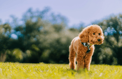 Chó poodle, poodle, lông, fur, chó, dog, thú cưng, pet, vật nuôi, domestic animal, động vật, animal, cỏ, grass - Jacob Sierra