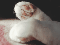 Con mèo, chân mèo, cat, cat paw, chân mèo, soft fur, lông mềm, dễ thương - Juls 1