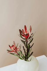 Ceramic vase, lọ gốm, bình hoa, hoa chuông protea, home decor, trang trí, minimalism, tối giản - Kaboompics.com 1