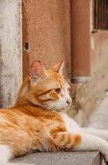 Con mèo, cat, động vật, dễ thương, mèo vàng, sand, animal, cute, yellow cat - Aydın Kiraz