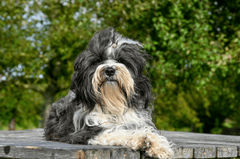 Shih tzu, lông, fur, chó, dog, thú cưng, pet, vật nuôi, domestic animal, động vật, animal, dễ thương, cute, bàn gỗ, wooden table - Lorna Pauli