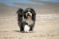 Shih tzu, lông, fur, chó, dog, thú cưng, pet, vật nuôi, domestic animal, động vật, animal, dễ thương, cute, thè lưỡi, tongue out - Lorna Pauli