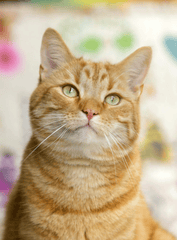 Con mèo, cat, động vật, dễ thương, mèo vàng, sand, animal, cute, yellow cat - Monique Laats