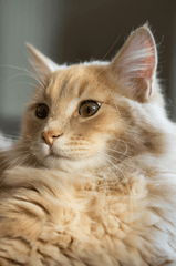 Con mèo, cat, động vật, dễ thương, mèo vàng, mèo Anh, sand, animal, cute, yellow cat - Ahmed ؜ 2