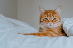 Con mèo, cat, động vật, dễ thương, mèo vàng trắng, chăn, blanket, cute, white yellow cat - Nadiye Odabaşı 1