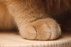 Con mèo, chân mèo, cat, cat paw, chân mèo, soft fur, lông mềm, dễ thương - Peng Louis