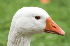 Con vịt, duck, cỏ, grass, vịt trắng, animal, động vật -  Pixabay