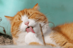 Con mèo, cat, động vật, dễ thương, mèo vàng, mèo Anh, sand, animal, cute, yellow cat - Pixabay