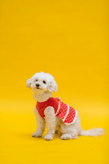 Chó poodle, poodle, chó, dog, lông, fur, thú cưng, pet, vật nuôi, domestic animal, động vật, animal, dễ thương, cute, quần áo, clothes - RDNE Stock project 3