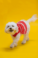 Chó poodle, poodle, chó, dog, lông, fur, thú cưng, pet, vật nuôi, domestic animal, động vật, animal, dễ thương, cute, quần áo, clothes - RDNE Stock project 2