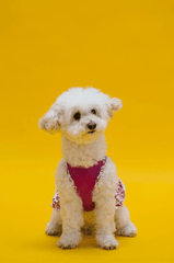 Chó poodle, poodle, chó, dog, lông, fur, thú cưng, pet, vật nuôi, domestic animal, động vật, animal, dễ thương, cute, quần áo, clothes - RDNE Stock project