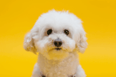 Chó poodle, poodle, chó, dog, lông, fur, thú cưng, pet, vật nuôi, domestic animal, động vật, animal, dễ thương, cute - RDNE Stock project 5