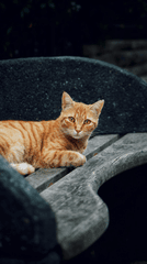 Con mèo, cat, động vật, dễ thương, mèo vàng, sand, animal, cute, yellow cat - Sezgin Kaya