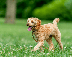 Chó poodle, poodle, lông, fur, chó, dog, thú cưng, pet, vật nuôi, domestic animal, động vật, animal, cỏ, grass, dây xích, leash, hoa, flowers, thè lưỡi, tongue out - Skyler Ewing