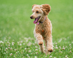 Chó poodle, poodle, lông, fur, chó, dog, thú cưng, pet, vật nuôi, domestic animal, động vật, animal, cỏ, grass, dây xích, leash, hoa, flowers, thè lưỡi, tongue out - Skyler Ewing 1
