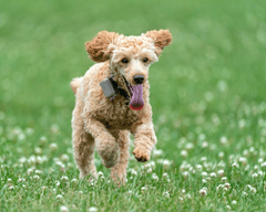 Chó poodle, poodle, lông, fur, chó, dog, thú cưng, pet, vật nuôi, domestic animal, động vật, animal, cỏ, grass, dây xích, leash, hoa, flowers, thè lưỡi, tongue out - Skyler Ewing 2