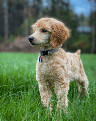 Chó poodle, poodle, lông, fur, chó, dog, thú cưng, pet, vật nuôi, domestic animal, động vật, animal, cỏ, grass - Skyler Ewing 6