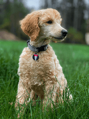 Chó poodle, poodle, lông, fur, chó, dog, thú cưng, pet, vật nuôi, domestic animal, động vật, animal, cỏ, grass - Skyler Ewing 7