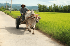 Xe bò, ox cart, bò, ox, người đàn ông, man, lái xe bò, driving ox cart, đường làng, village road, cánh đồng lúa, rice field, nông thôn, rural - Sun Lee