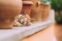 Con mèo, cat, động vật, dễ thương, mèo vàng, mèo Anh, sand, animal, cute, yellow cat - Tim Raack