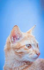 Con mèo, cat, động vật, dễ thương, mèo vàng, sand, animal, cute, yellow cat, - VIKKI artgallery