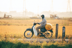 Xe máy, motorbike, Việt Nam, đi xe máy, ride motorbike, người đàn ông, man, cánh đồng lúa, rice field, nông thôn, rural - Vũ Bụi