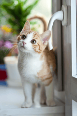 Con mèo, cat, động vật, dễ thương, mèo vàng, sand, animal, cute, yellow cat - Wojciech Kumpicki