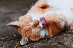 Con mèo, cat, động vật, dễ thương, mèo vàng, mèo Anh, sand, animal, cute, yellow cat - Con mèo, cat, động vật, dễ thương, mèo vàng, mèo Anh, sand, animal, cute, yellow cat - Yvon Gallant
