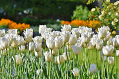 Tulip, hoa, màu trắng, hoa nở, thực vật, white, flower, white flower - Ralphs_Fotos