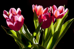 Tulip, hoa, màu hồng, hoa nở, thực vật, pink, flower, pink flower - 36Janusz