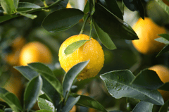 Quả quýt, trái quýt, thực vật, mandarine, plants - Pexels