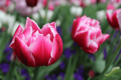 Tulip, hoa, màu hồng, hoa nở, thực vật, pink, flower, pink flower - allegrag2