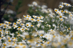 Hoa cúc, daisy, chrysanthemum, hoa, màu trắng, hoa nở, thực vật, white, flower, white flower - artellliii72