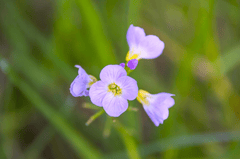 Hoa, màu tím, hoa nở, thực vật, flower, purple flower, blooming, plant - Pexels 1