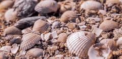 Sò, vỏ sò, hải sản, clams, shells, seafood  - Pexels