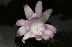 Hoa sen, lotus, hoa, màu hồng, hoa nở, thực vật, pink, flower, pink flower-TieuBaoTruong