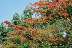 Hoa phượng,  Poinciana flower,hoa, màu đỏ, hoa nở, thực vật, red, flower, red flower-TieuBaoTruong 5