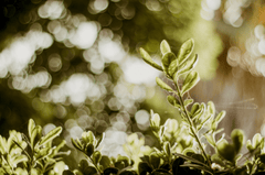 Lá, rau, thực vật, leaves, vegetables, plants - Pexels