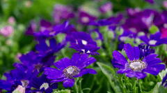 Hoa, màu tím, hoa nở, thực vật, flower, purple flower, blooming, plant - Pexels