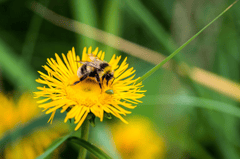 Cúc vàng, hoa, màu vàng, hoa nở, thực vật, chrysanthemum, yellow, flower, yellow flower, blooming, plant - Pexels