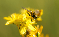 Hoa mai, hoa, màu vàng, hoa nở, thực vật, yellow, flower, yellow flower, blooming, plant - Pexels 3