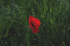 Hoa, màu đỏ, hoa nở, thực vật, red, flower, red flower, blooming, plant - Pexels 1