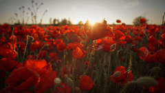 Tulip, hoa, màu đỏ, hoa nở, thực vật, red, flower, red flower, blooming, plant - Pexels 2