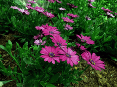 Hoa cúc,hoa, màu tím, hoa nở, thực vật, daisy, flower, purple flower, blooming, plant - Pexels