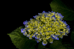 Cẩm tú cầu, hoa, màu tím, hoa nở, thực vật, flower, purple flower, blooming, plant - Pexels 13 2