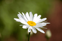 Hoa cúc, hoa, màu trắng, hoa nở, thực vật, daisy, white, flower, white flower, blooming, plant - Pexels